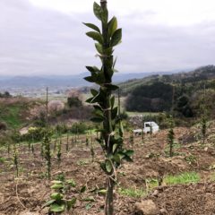 ケース１　和歌山柑橘農家さん　2020年3月苗木を植えた写真