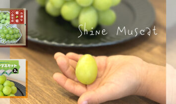 DOHO STYLEシャインマスカット