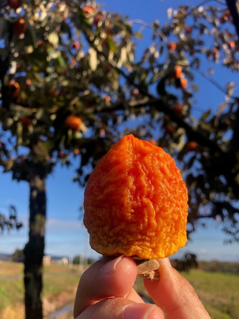 杉苗屋源四郎農場/あま干し柿