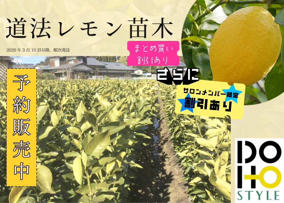 【サロンメンバー割引】道法レモン苗木販売