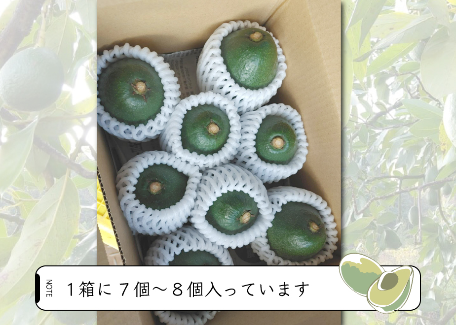 道法農園DOHO STYLEアボカド